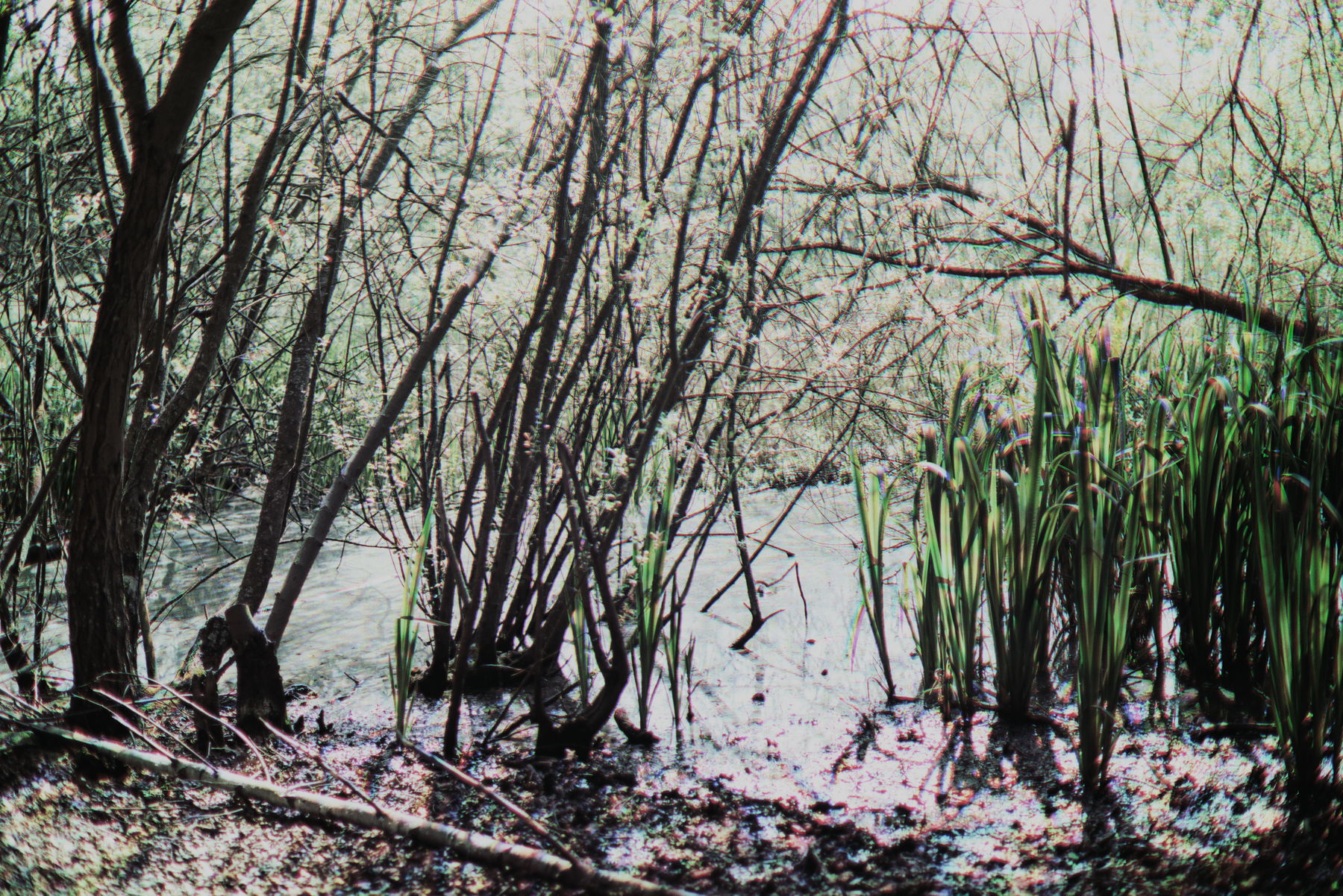 Lake 1