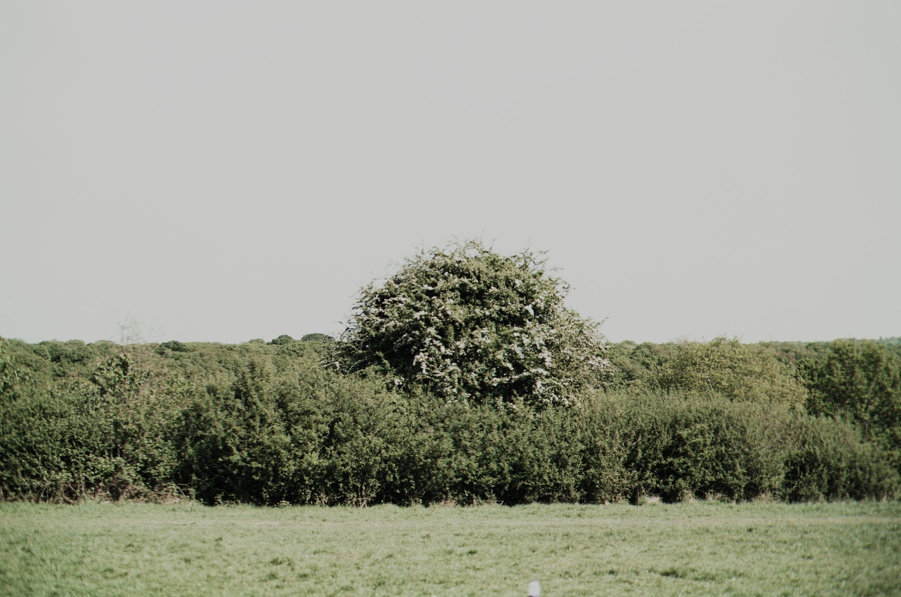 Landscape 2